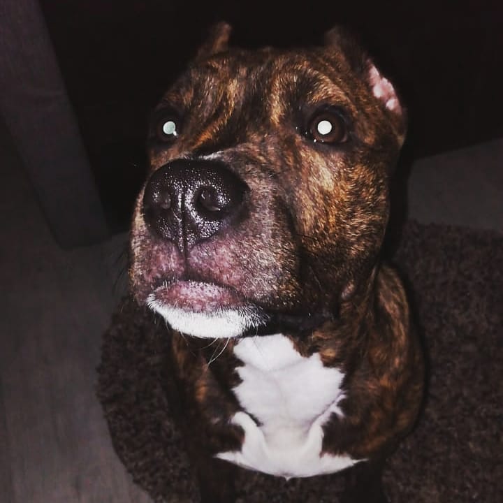 amstaff.beyli в LOOKY — #стаффордширскийтерьер #стаффорд #бейли #кострома #собачьяжи