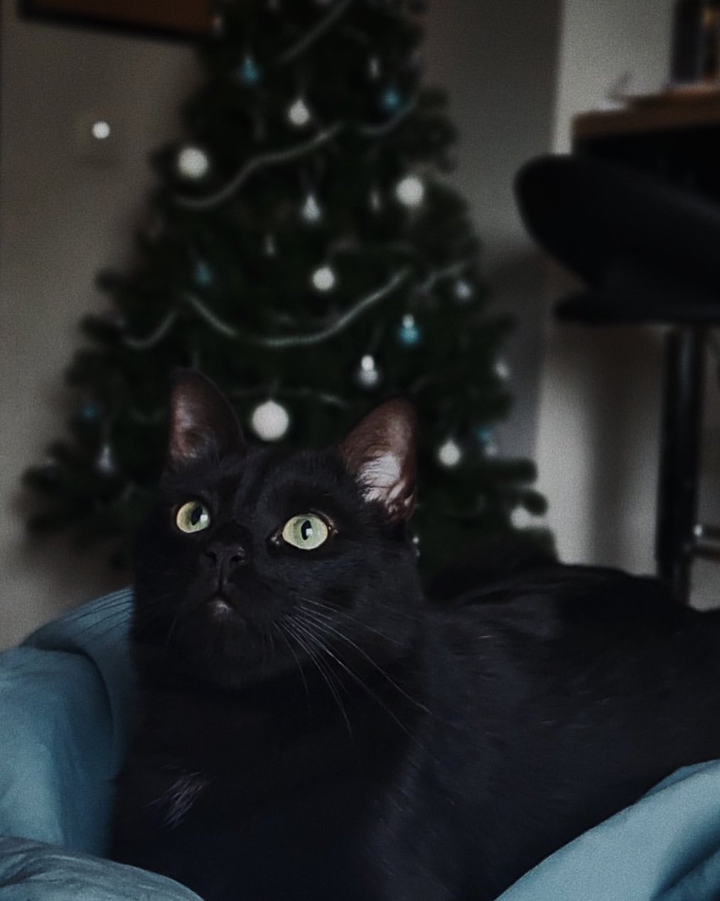 sadeyes_xx в LOOKY — Сегодня к вам в ленту пришёл новогодний котик! Можно его п