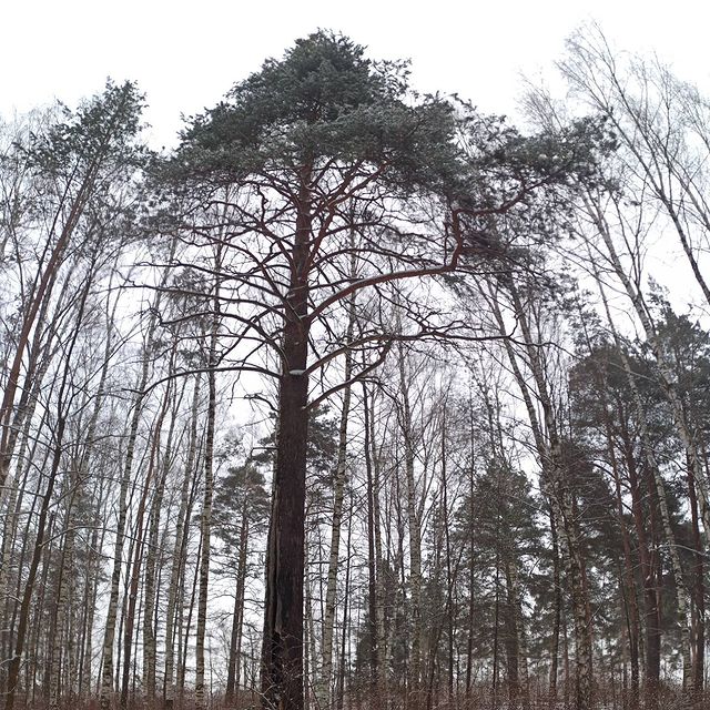 a1exfebruary в LOOKY. #winter,#лес,#прогулкаполесу,#люблюзиму,#зимниепрогулки,#прогулки,#природазимой,#природа,#учусьфотографировать. Это было замечательн...