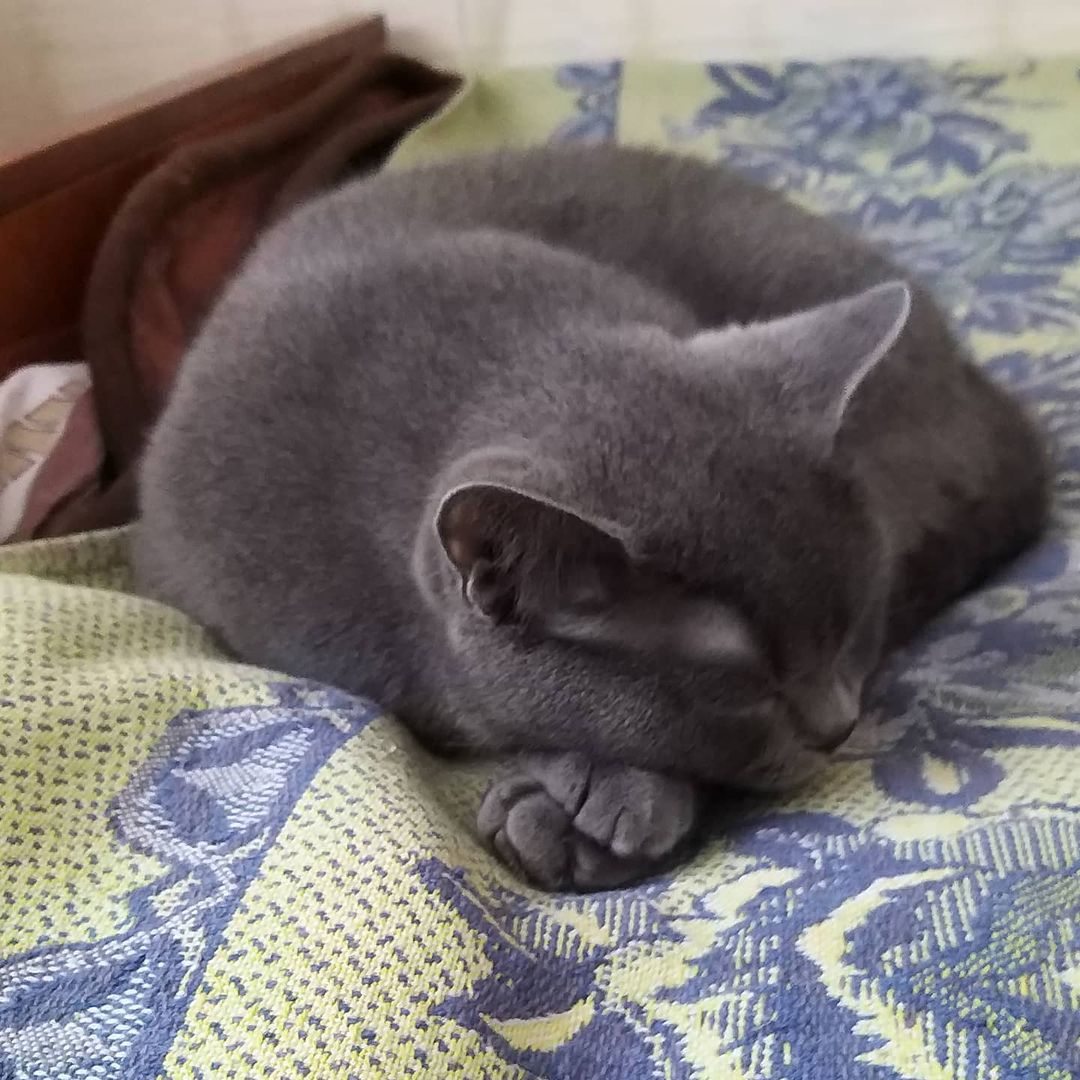 vadim_gvd в LOOKY — #кот #кошка #котики #котикспит #котикспит🐱😴