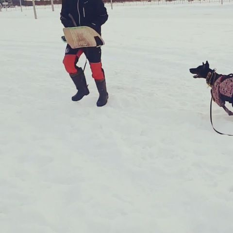 dressirovka_nv in LOOKY. . Тренинг с Константин...
