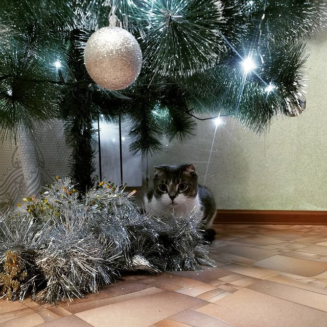 chernysh.mila в LOOKY. . null