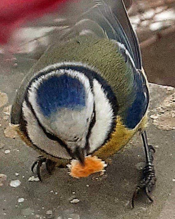 antsiferovbreed в LOOKY — фото 7