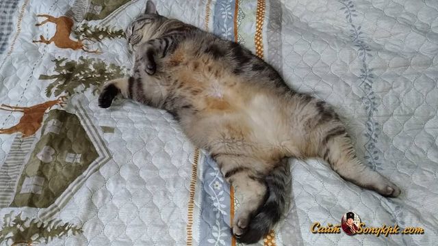 artur_khv в LOOKY. #catstagram,#котикиправятмиром,#котартуртутглавный. Что главное в котана...