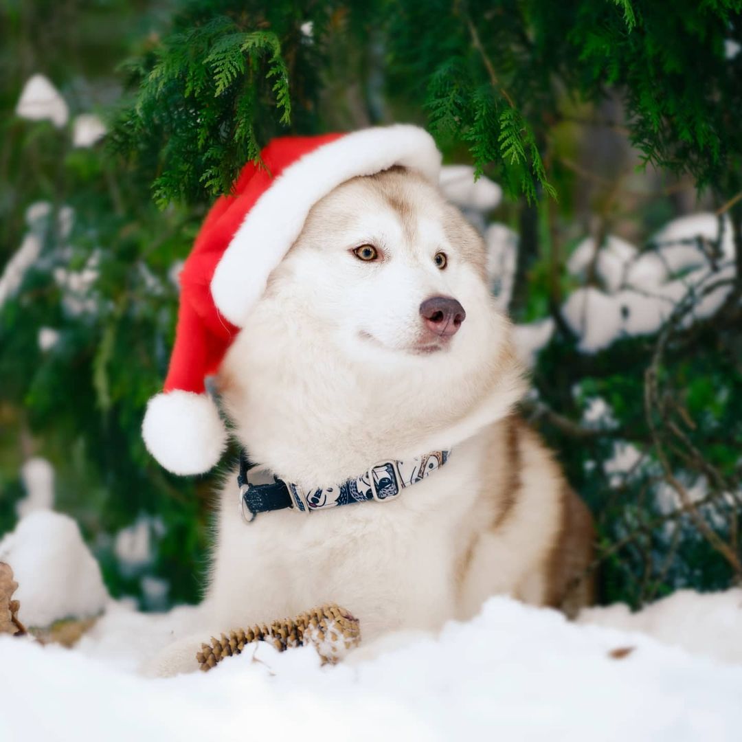 husky_easy в LOOKY — фото 2