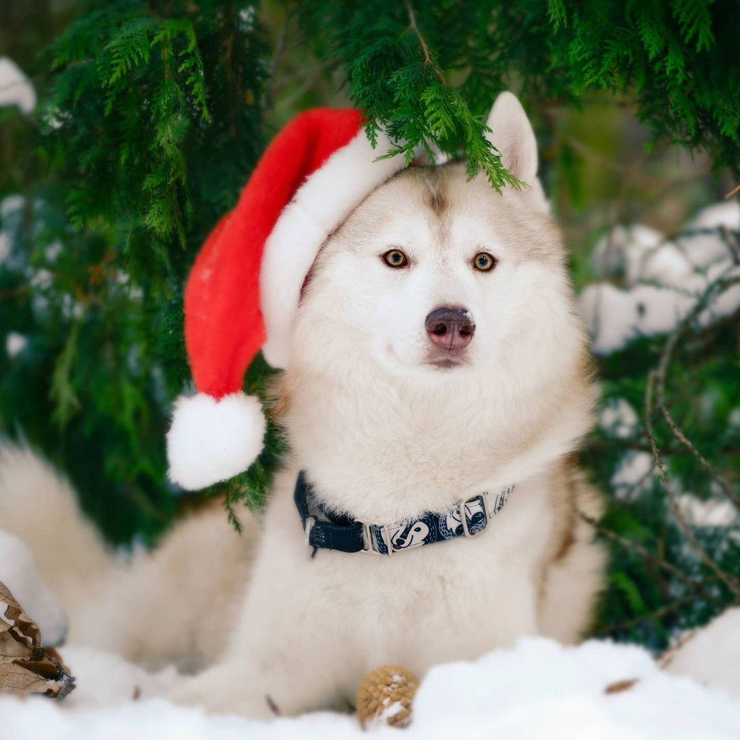 husky_easy в LOOKY — фото 3