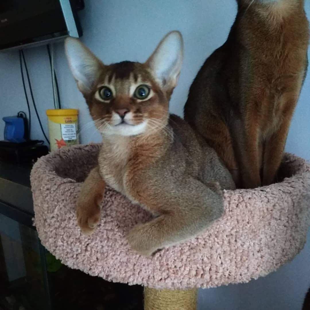 abyssinian_wildaby в LOOKY — фото 3