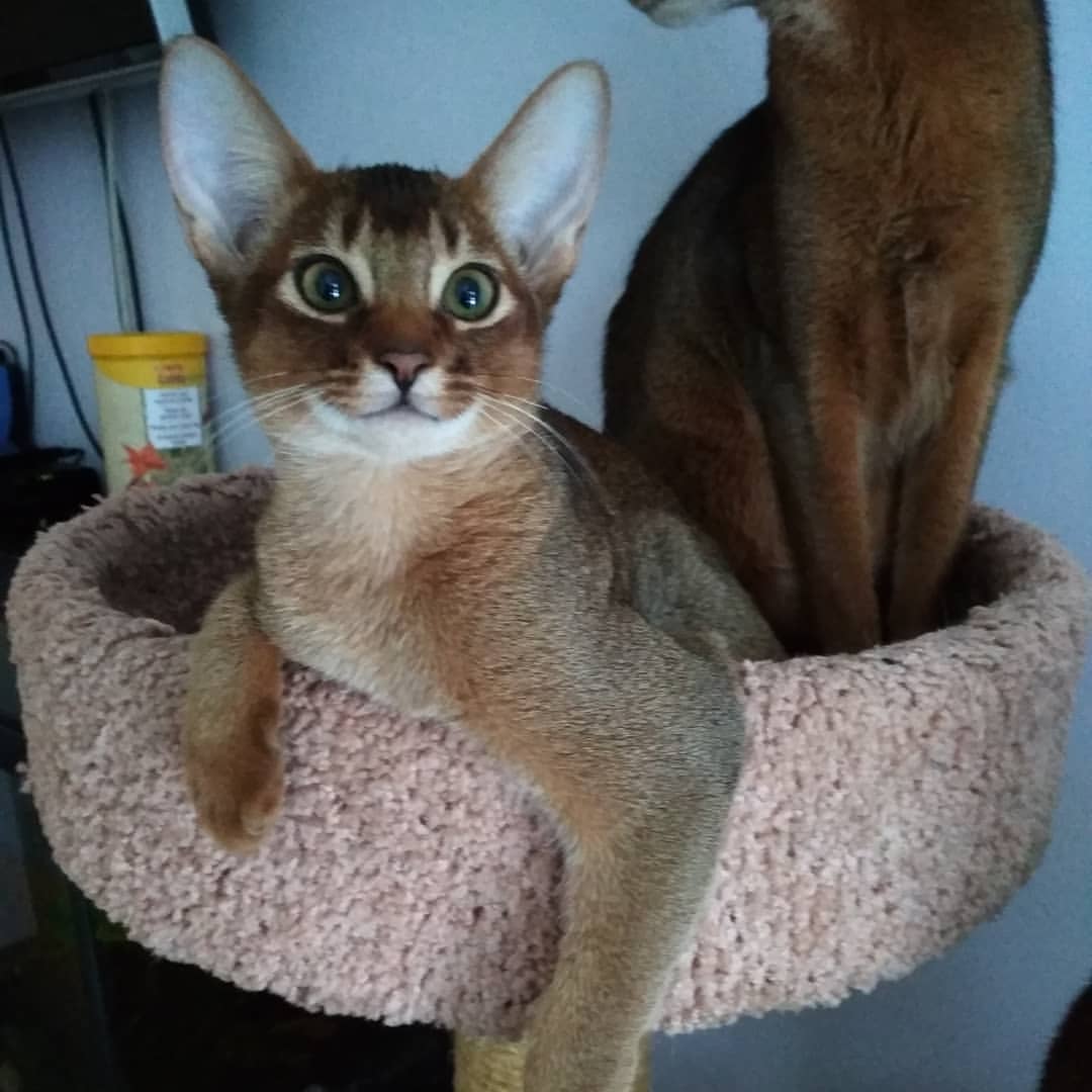 abyssinian_wildaby в LOOKY — фото 2