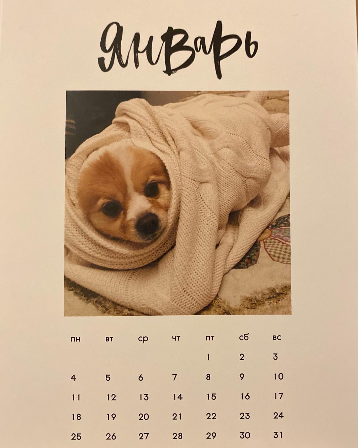 #january2021pomeranian #january2021gracie