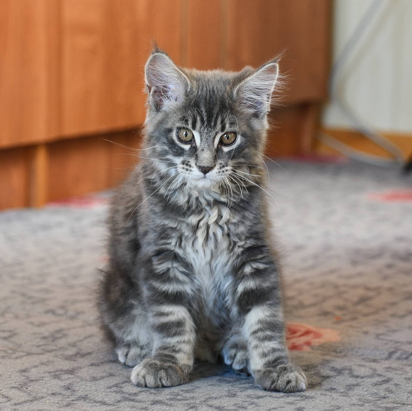 _gorokhov_andrey_ в LOOKY. #мейнкун,#котята,#nikonrussia. #мейнкун #котята #ni...