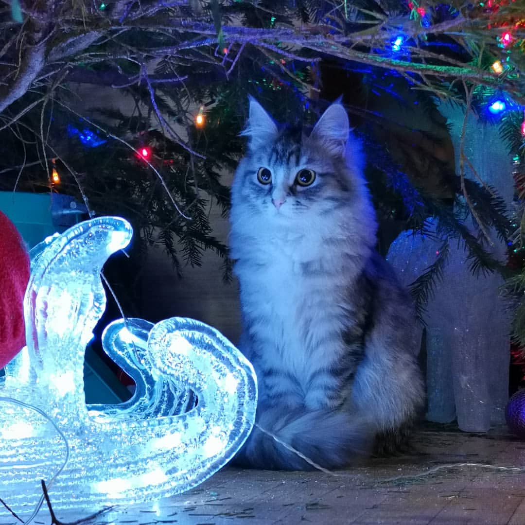 __olyy в LOOKY — 😻