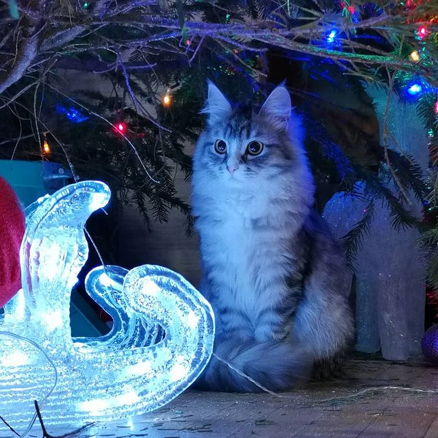 __olyy в LOOKY. . 😻