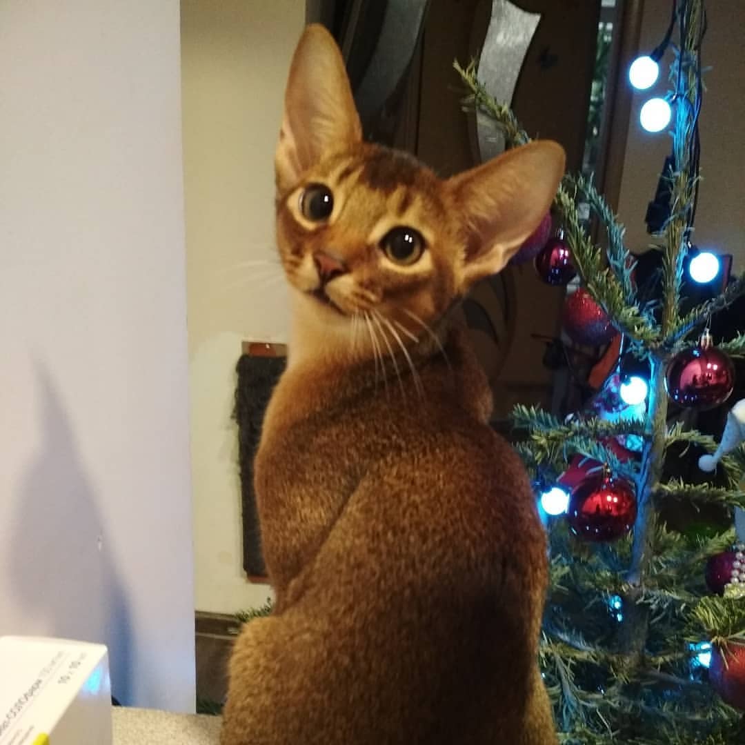 abyssinian_wildaby в LOOKY — фото 3