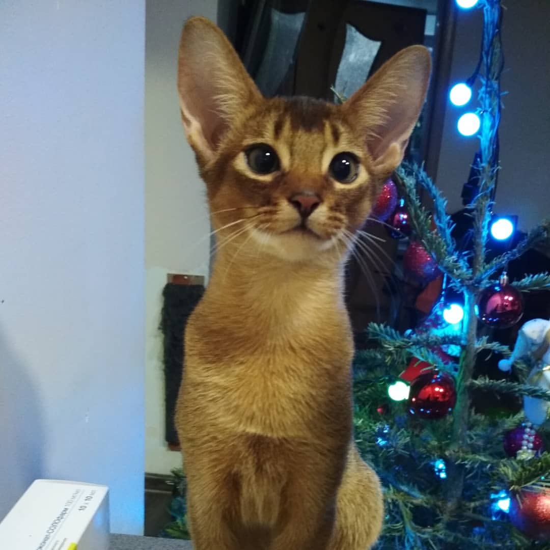 abyssinian_wildaby в LOOKY — фото 4