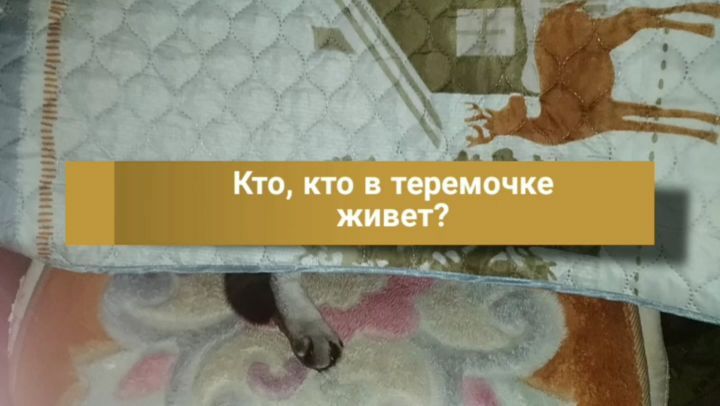 artur_khv в LOOKY. #котикиправятмиром,#кысямоя,#котфотографа,#кошкитакиекошки,#котартуртутглавный,#@artur_khv. Остань, старуха, я в...