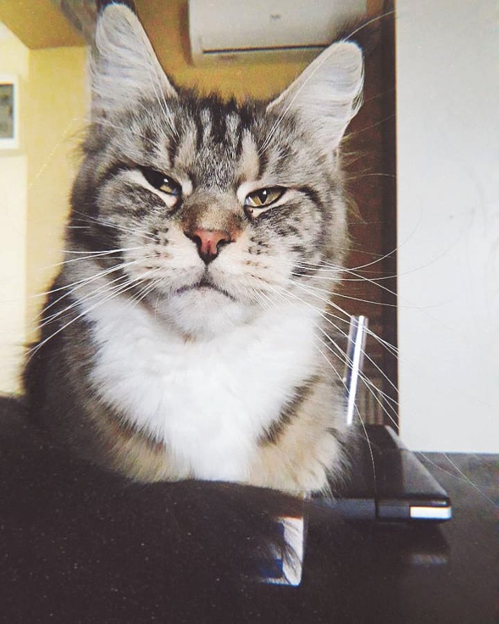 simonova_elena76 в LOOKY — #catsofinstagram #catstagram #bestmeow #catlover #kitty #kit