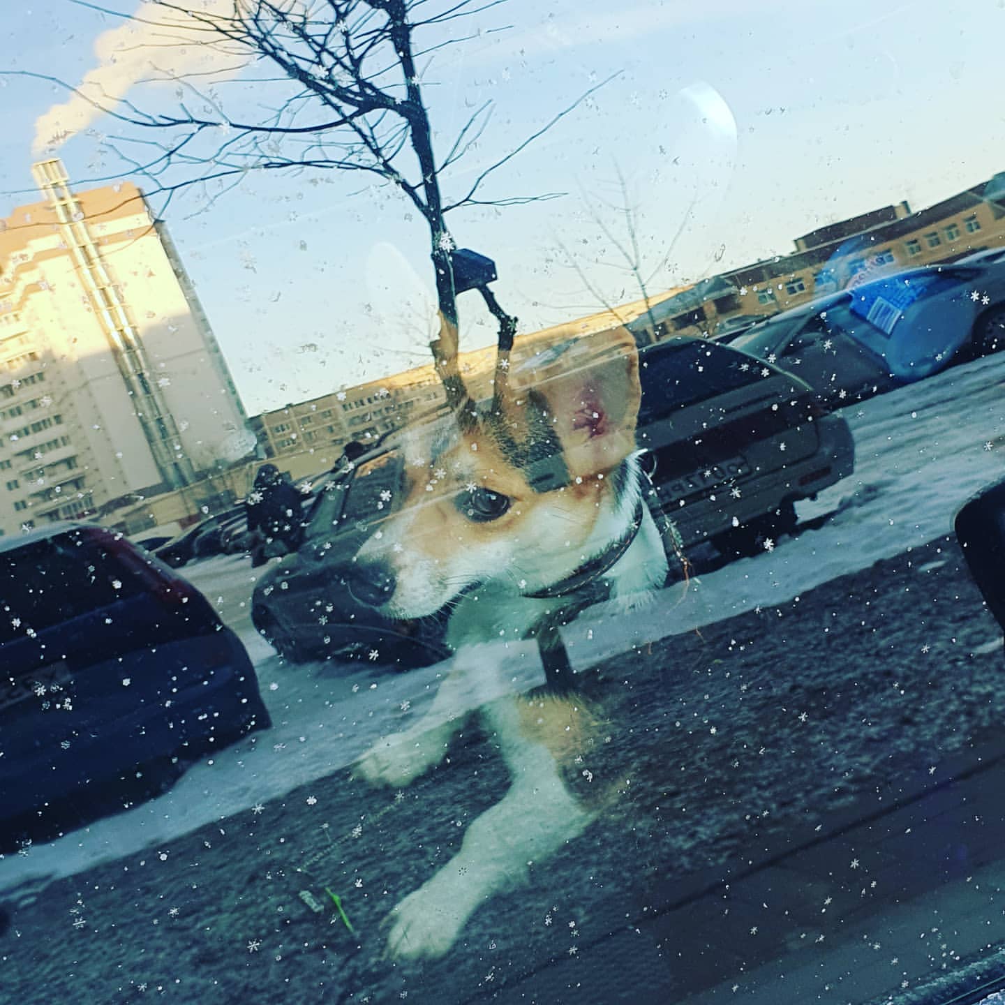 nataly.shutkina в LOOKY — 🐕‍🦺🐕
