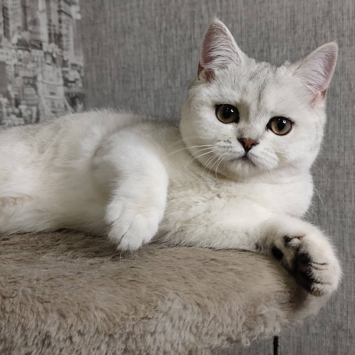 silvergold.19 в LOOKY — #kitten_today #cats_of_instagram #catforsell #scottishstraig