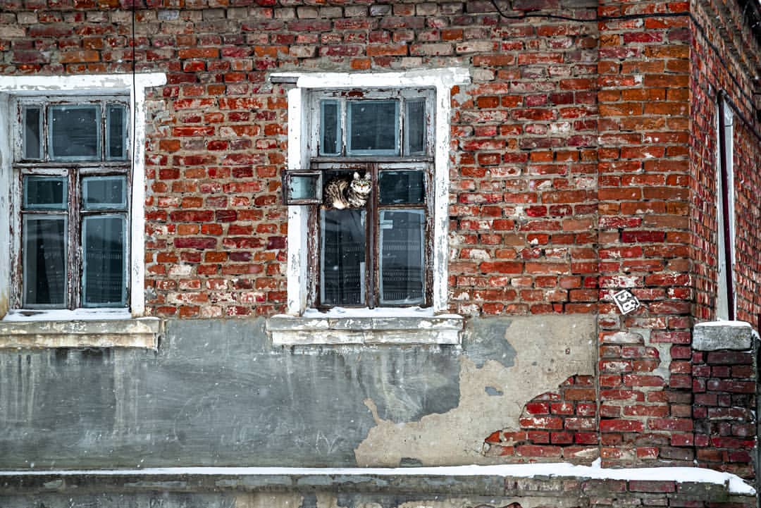 dmitriibilly в LOOKY — #streetphotography
 #bird #dogsphotography #landscapephotogr