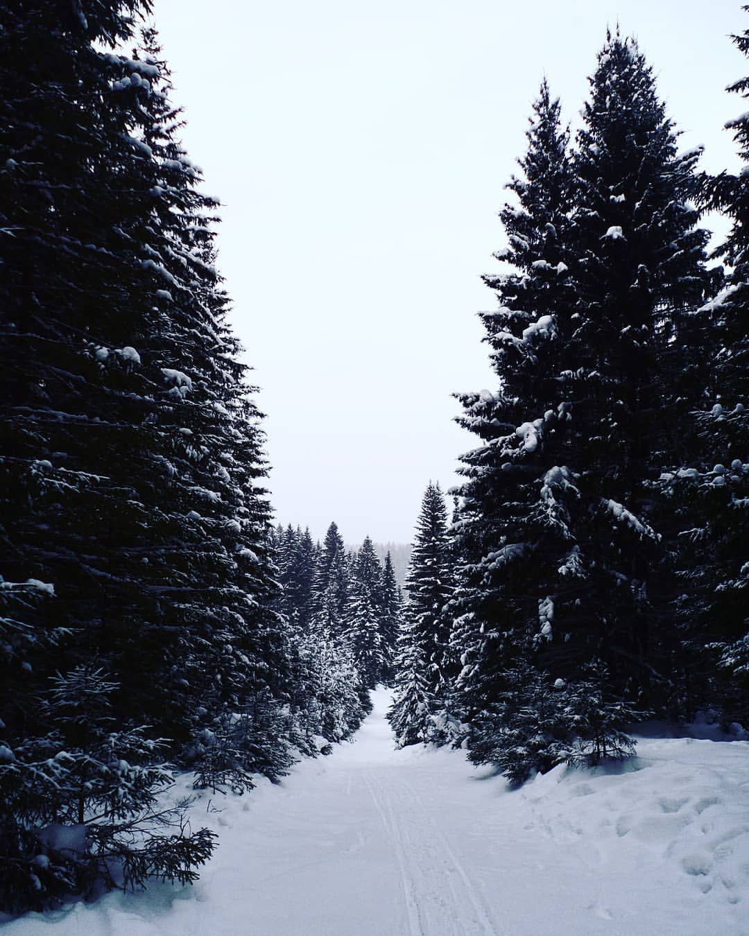 xsuranx в LOOKY — .
.
.
.
.
.
.
.
.
#россия #лес #природа #снег #зима #russia 