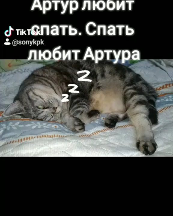 artur_khv в LOOKY. #мойпитомецзвезда,#котикиправятмиром,#котфотографа,#котглавныйвдоме,#котартуртутглавный,#catartur. А Вы кто? #мойпитоме...