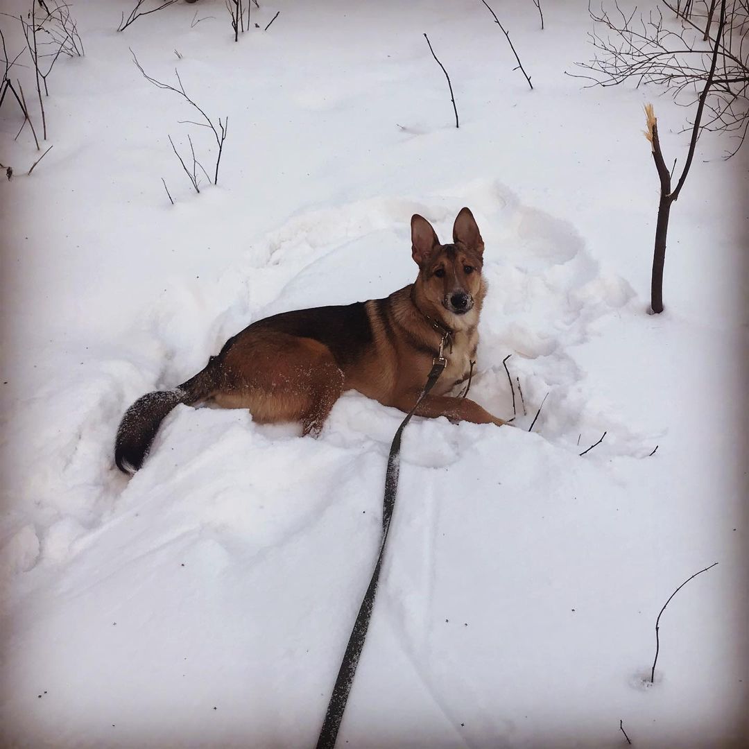 chertobeska в LOOKY — Полгода уже с нами этот зверь живет🐶 Из маленького щенка вы