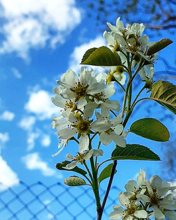 antsiferovbreed в LOOKY — фото 9