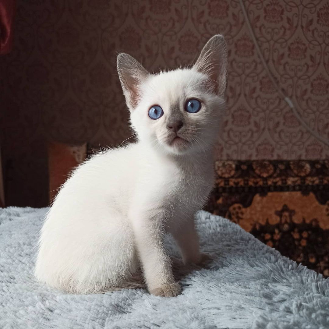 azure_glory_cattery в LOOKY — фото 2