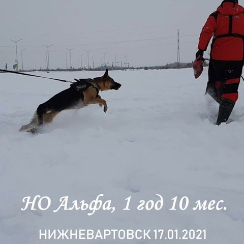 dressirovka_nv in LOOKY. . Тренинг 17.01.2021, ...