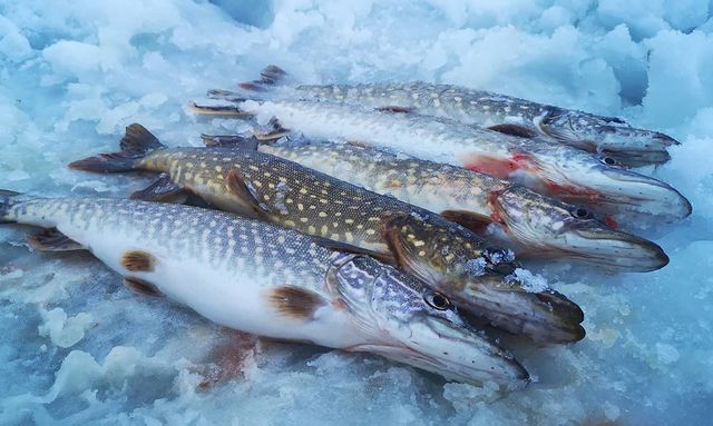 nero_fish в LOOKY. . null