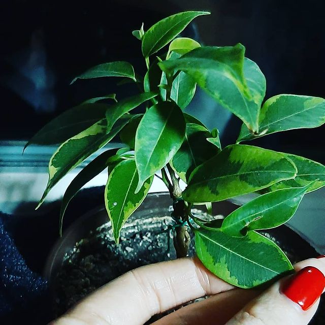 maeko_382 в LOOKY. #фикусбенджамина,#зеленыйподоконник,#just,#flowers,#loveit. Дружочек Бенджамин
#...