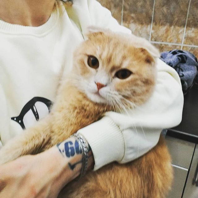 tatiana_owl_ в LOOKY. #cutecat#Persi#plump. #cutecat#Persi#plump