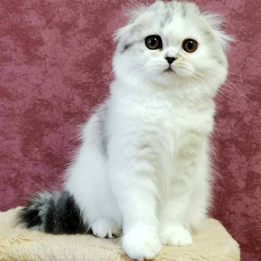 Вислоухие шотландские котята в LOOKY — фото 2