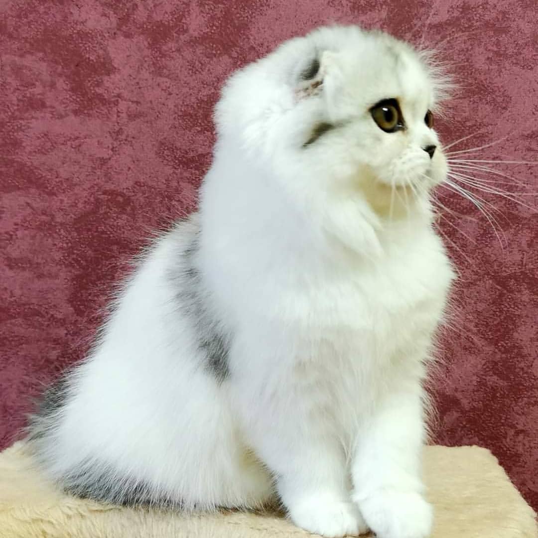 Вислоухие шотландские котята в LOOKY — фото 7
