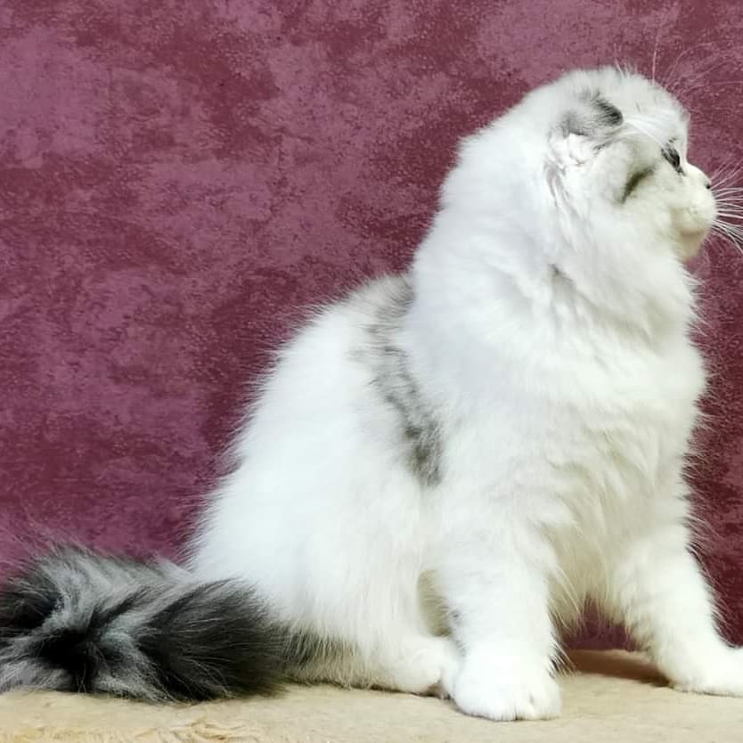 Вислоухие шотландские котята в LOOKY — фото 10