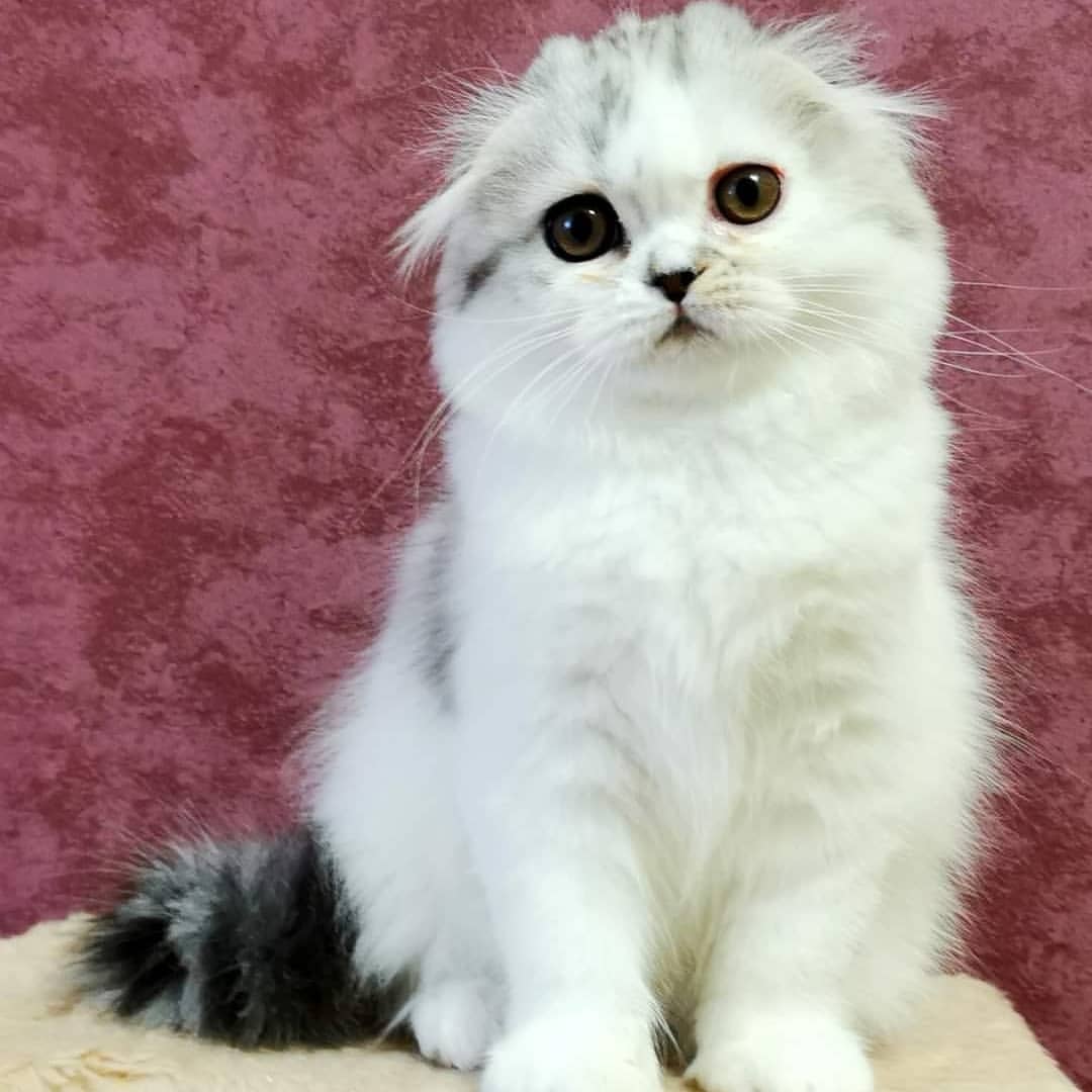 Вислоухие шотландские котята в LOOKY — фото 3