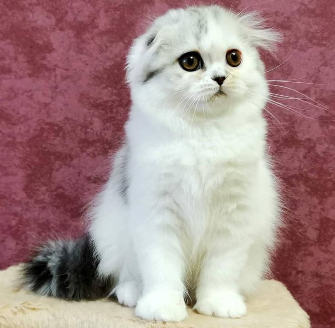 Вислоухие шотландские котята в LOOKY — фото 5