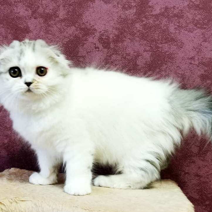 Вислоухие шотландские котята в LOOKY — фото 9