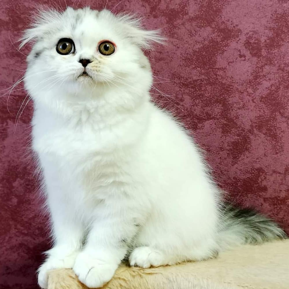Вислоухие шотландские котята в LOOKY — фото 8