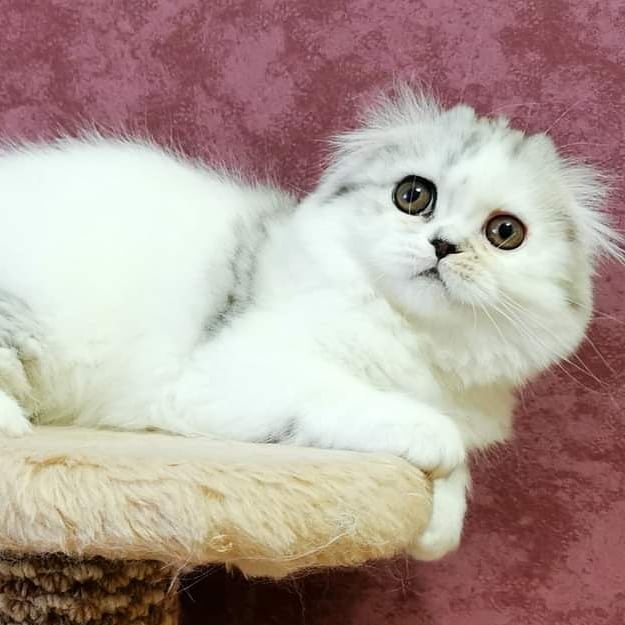 Вислоухие шотландские котята в LOOKY — фото 6