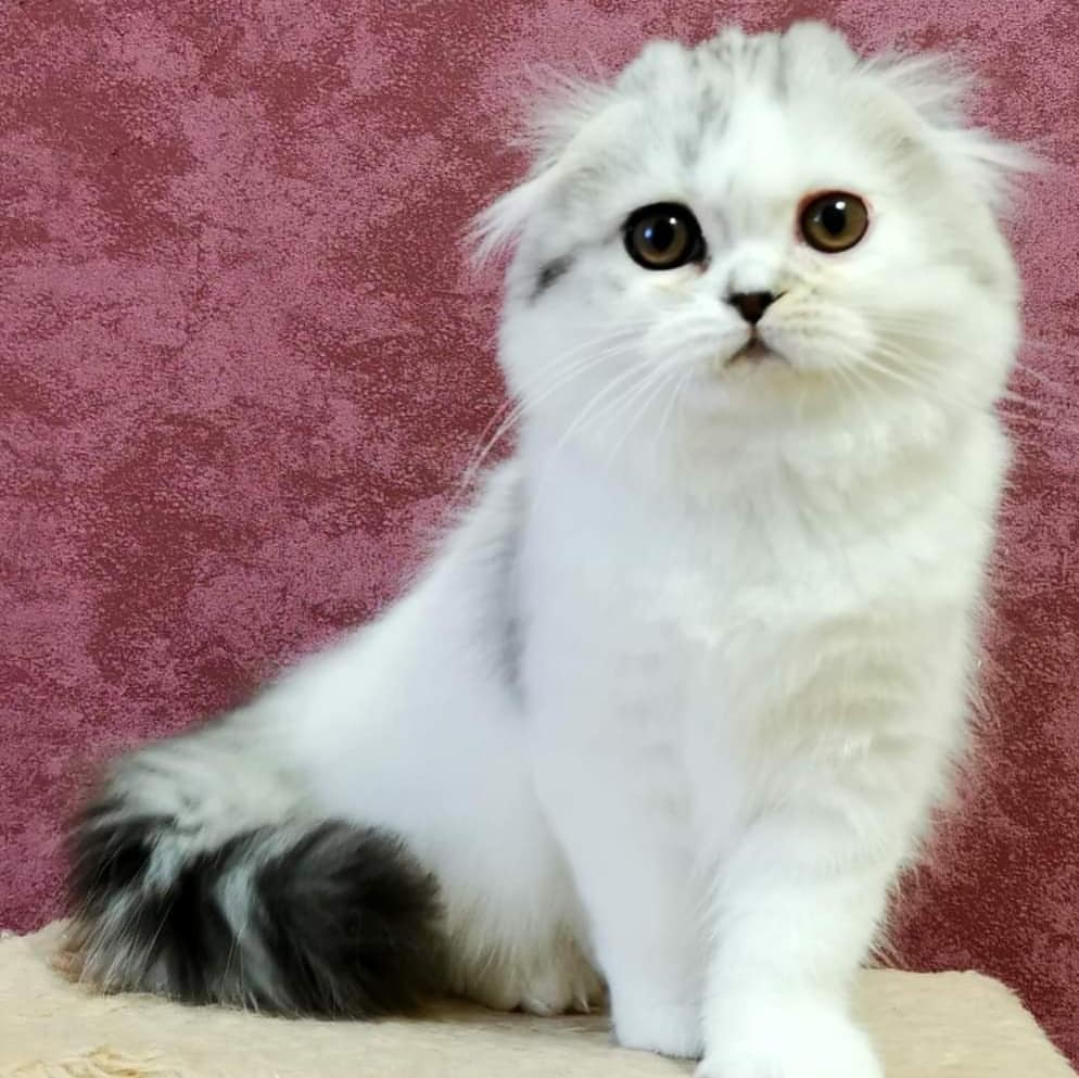 Вислоухие шотландские котята в LOOKY — фото 4