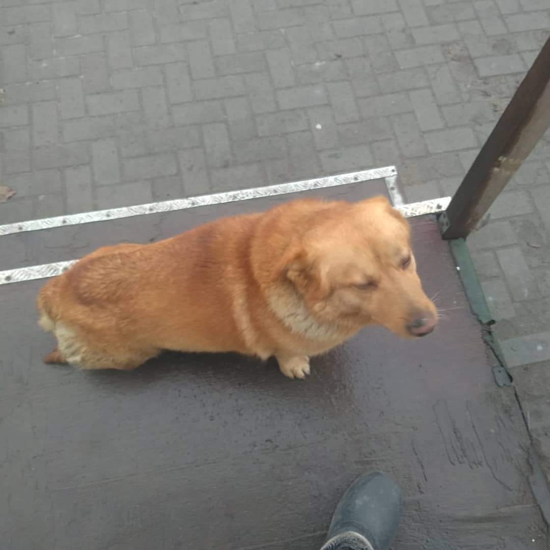 kaiffarik13 в LOOKY — #dog #лучшийдругчеловека #песельнаработке😍😍