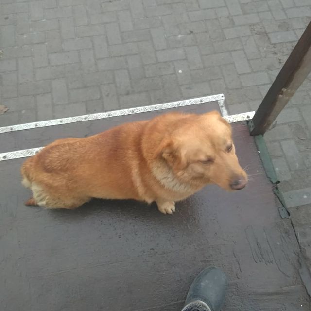 kaiffarik13 в LOOKY. #dog,#лучшийдругчеловека,#песельнаработке. #dog #лучшийдругчело...