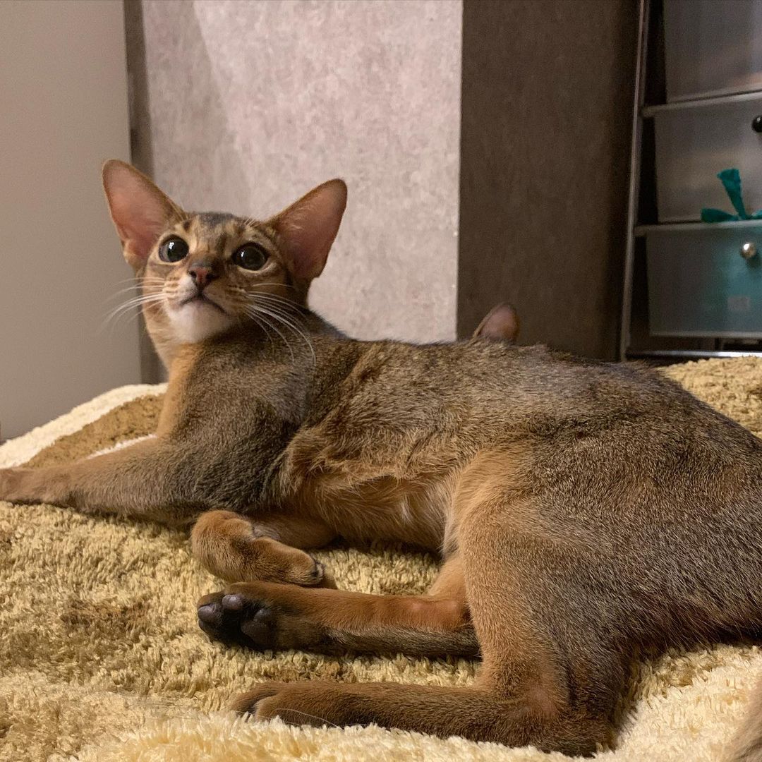 leo_minor_aby_cattery_cfa в LOOKY — публикация