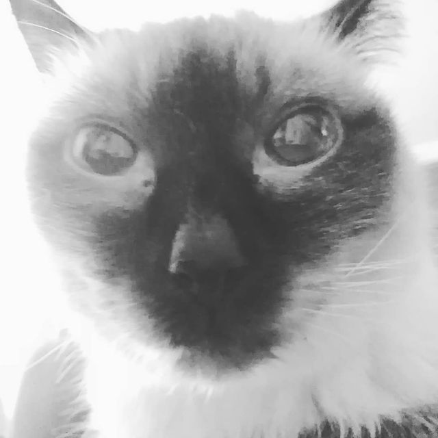 elenka239012 в LOOKY. #котя. Любимая мордашка. #к...
