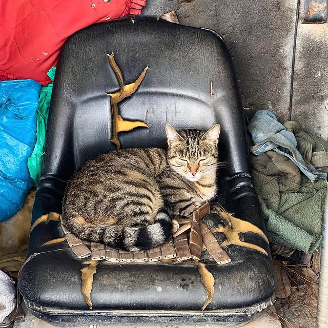 merry_radchenko в LOOKY. . Ялтинский котик 😍