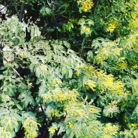 olgarusalkina07 в LOOKY. #вернитешатуновупесни,#ласковыймай,,#сочивеснашатунов. #вернитешатуновупесн...