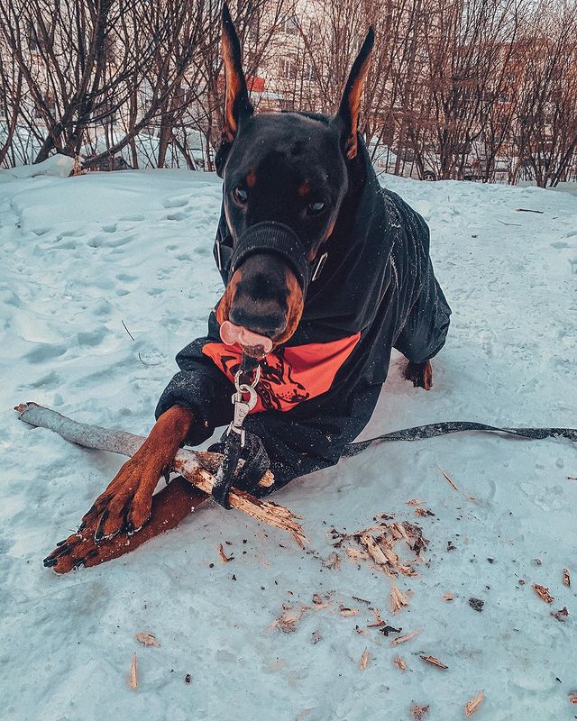 sv_vn_ в LOOKY. #doberman#dobermanpride#dobermanezio,#доберман#доберманыроссии#доберманыэтонавсегда#arlenrus#arlenrusezio#арленрус#арленрусецио. Дружу я с тем монстр...