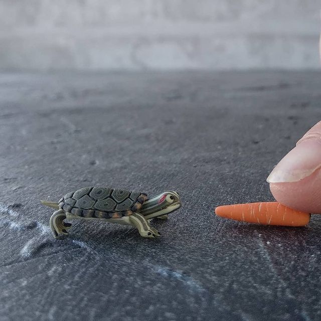 mousyspb в LOOKY. . Красноухая черепашка...