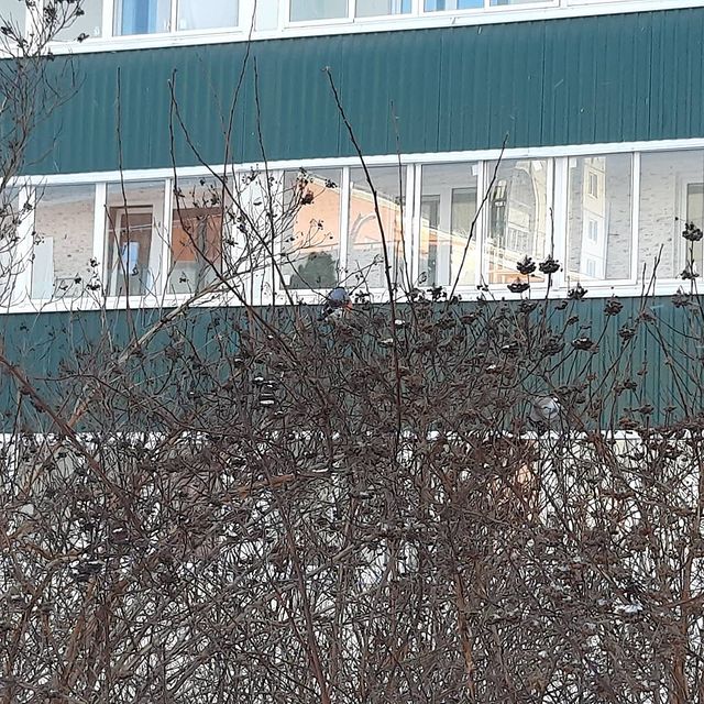 airis_keshvord в LOOKY. #wintertime,#winter2021,#снегири,#snow,#spblive. Давно зима нас не ра...